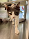 adoptable Cat in pampa, TX named Tori Twinkle 63052