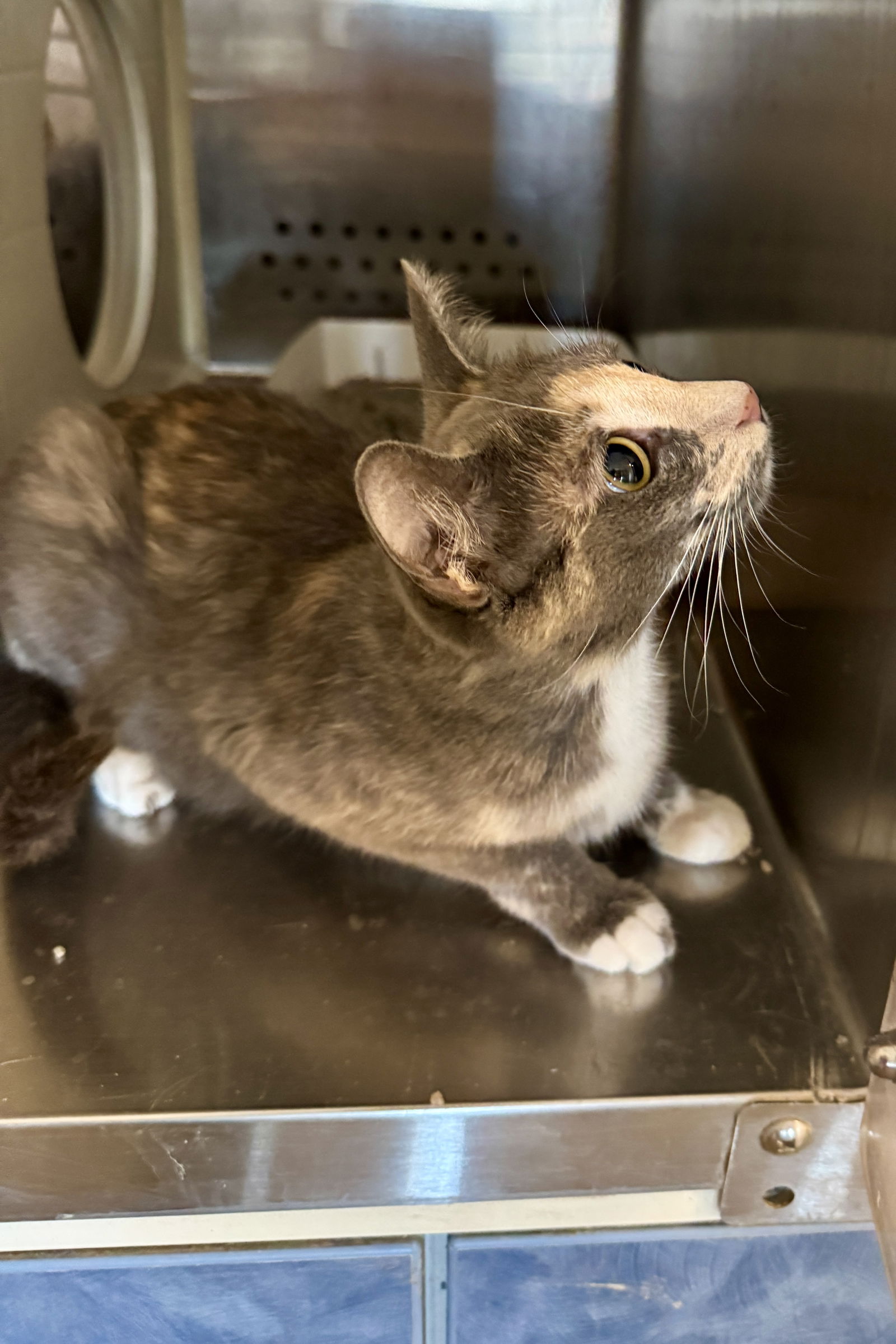 adoptable Cat in Pampa, TX named Millie Monet 63020