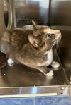 adoptable Cat in  named Millie Monet 63020