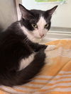 adoptable Cat in  named Boots Scoot 63246