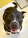 adoptable Dog in  named Tipsy Peach 63001