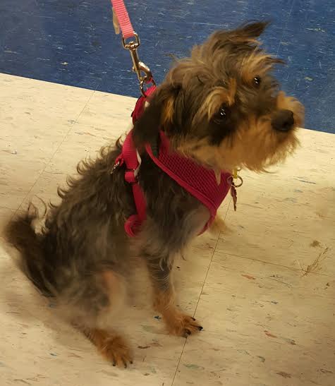 Chinese crested powder puff best sale yorkie mix