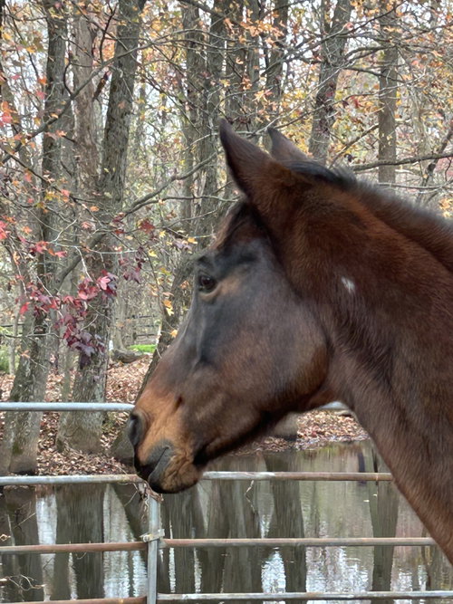 Buttercup photo 2