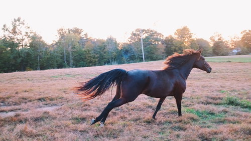 Buttercup photo 4