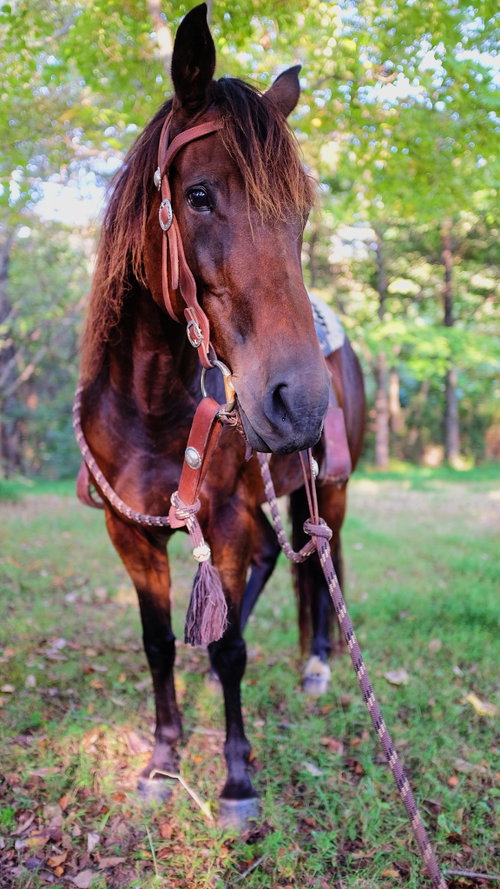 Buttercup photo 5