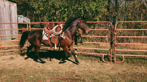 Buttercup photo 7