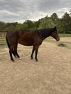 adoptable Horse in cottontown, TN named Buttercup