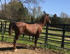 adoptable Horse in cottontown, TN named Manhattan