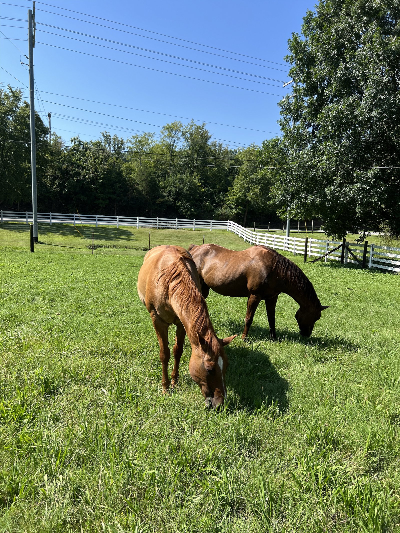 adoptable Horse in Cottontown, TN named Zippin With Quincy (Zippy)