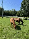 adoptable Horse in , TN named Zippin With Quincy (Zippy)