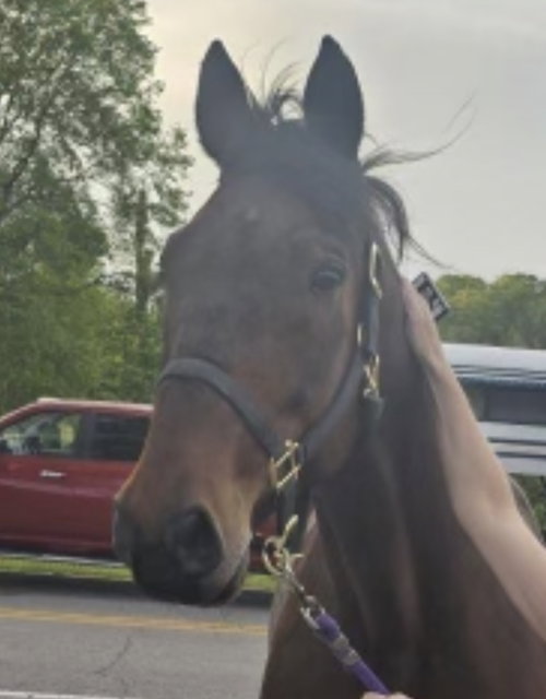 Western Toro (Toro), a horse for adoption from Safe Harbor Equine and Livestock Sanctuary