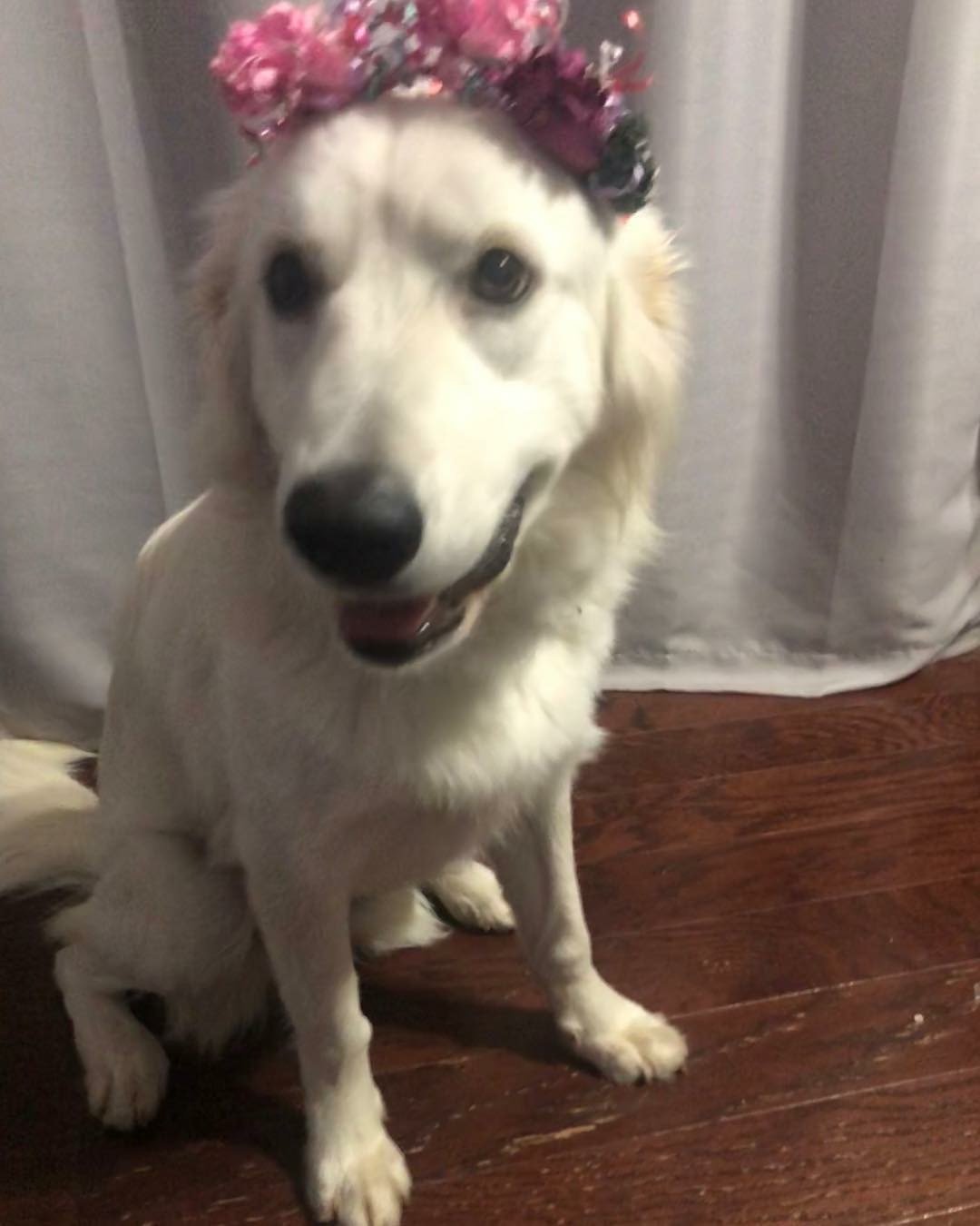 adoptable Dog in Fort Worth, TX named Opal (Luna) #0733