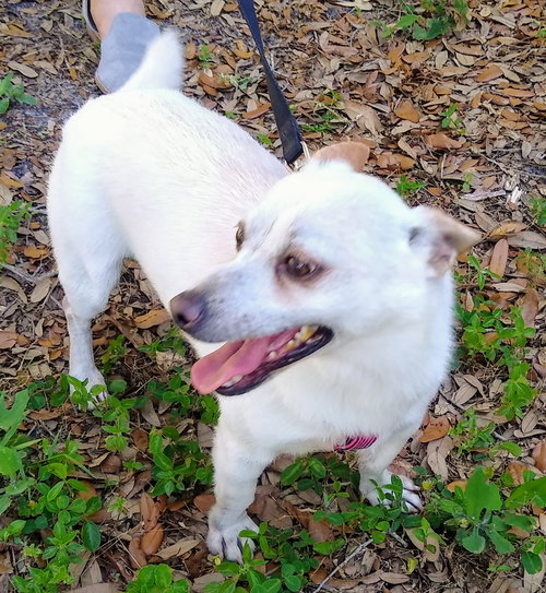 picture of the dog needing adoption