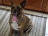 adoptable Dog in tampa, FL named SOPHIE