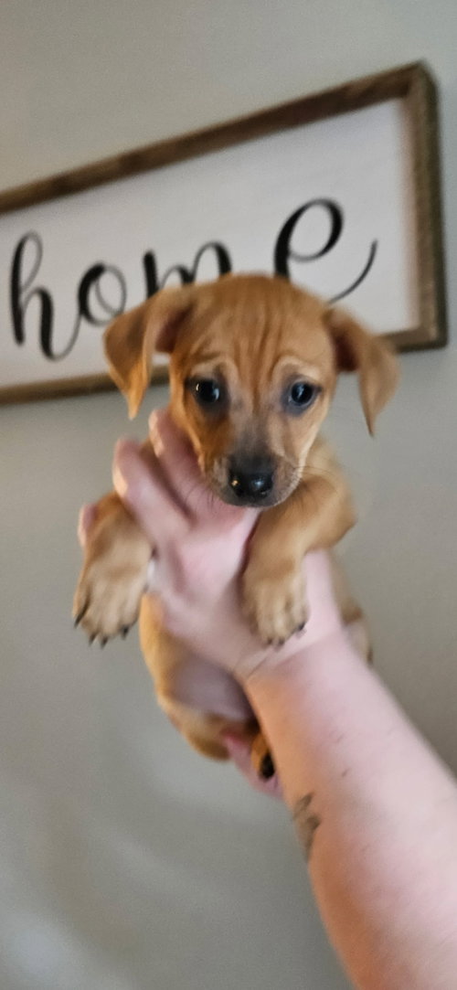 picture of the dog needing adoption