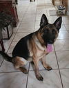 adoptable Dog in tampa, FL named MILA