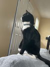 adoptable Cat in tampa, FL named CHANCE