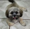 adoptable Dog in tampa, FL named Theodore aka Theo