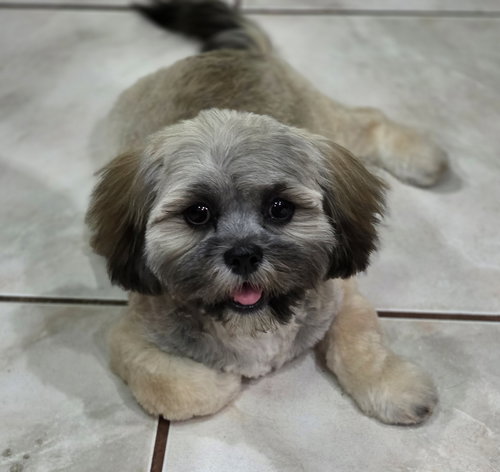 picture of the dog needing adoption