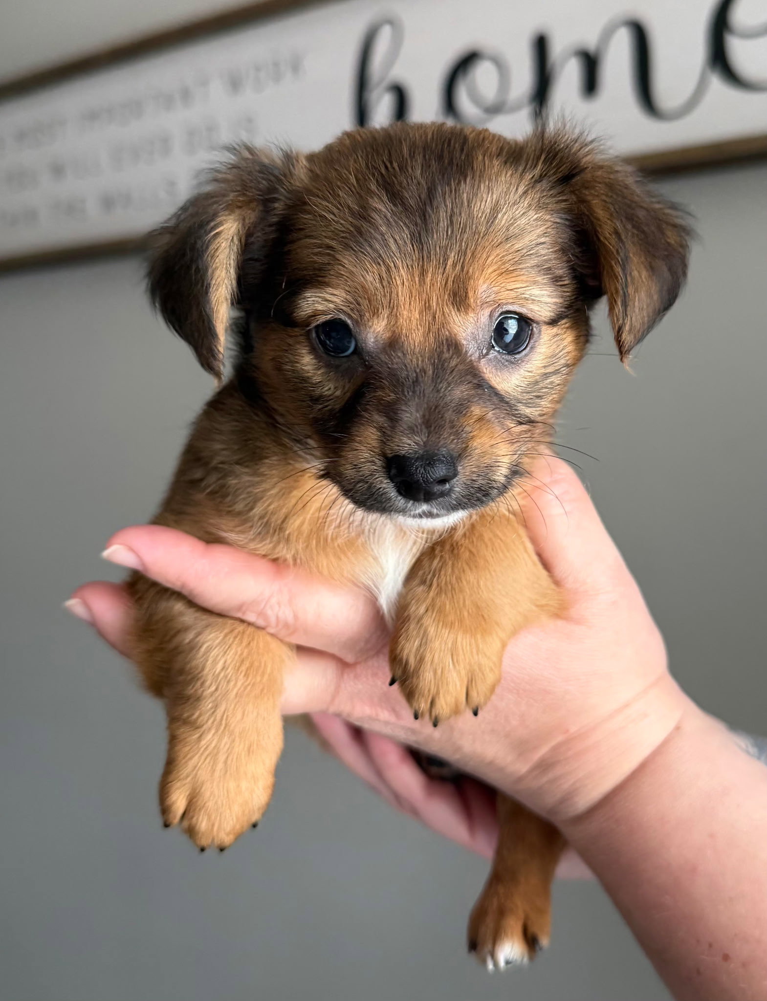 Finn - Accepting Applications