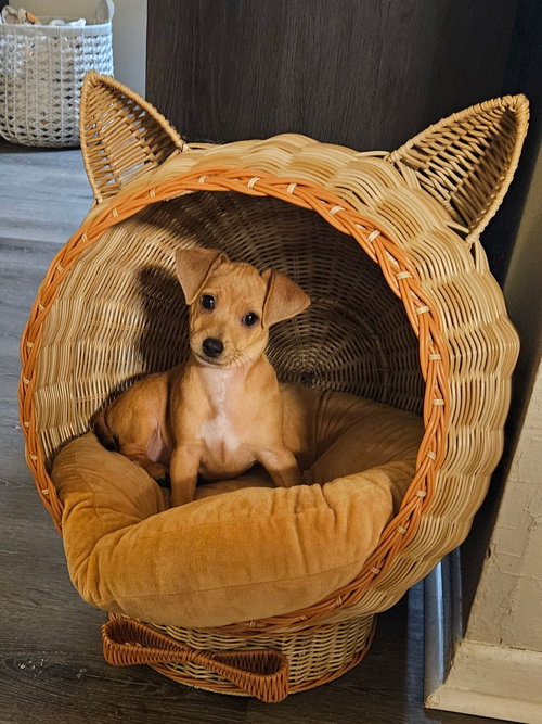 picture of the dog needing adoption