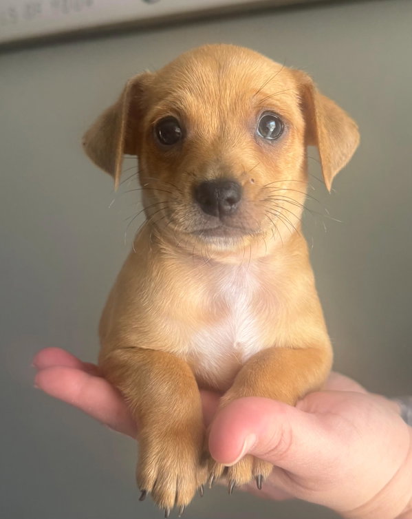 LEO