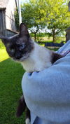Dutchess