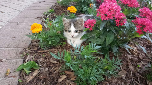 Atticus