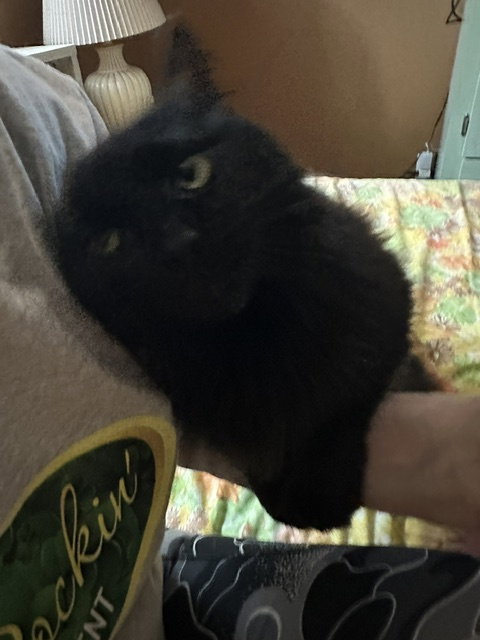 picture of the cat needing adoption