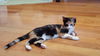 Prue