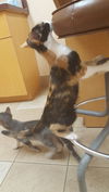 Prue