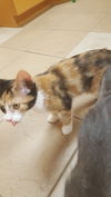 Prue