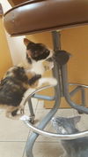 Prue