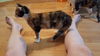 Prue
