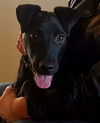 Dunkin (Chibs)
