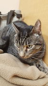 Mowgli (Nicholas)