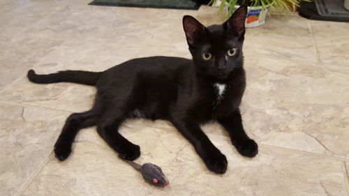 (Isa)Bella