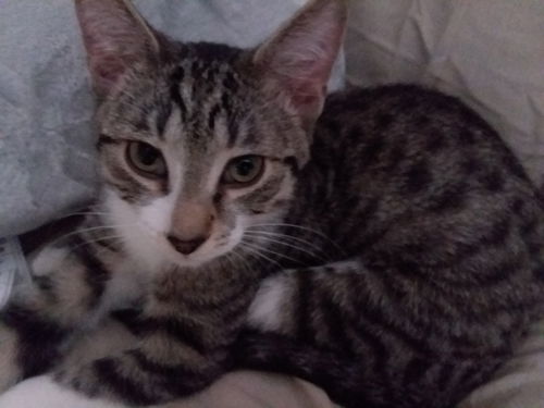Atlas (Waylon)