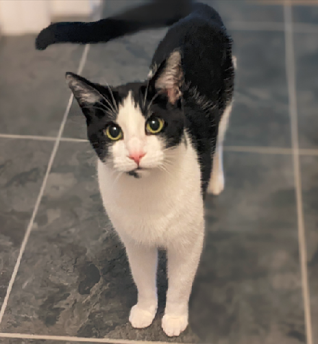 adoptable Cat in Kohler, WI named Chi