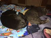 Simon  ((Win)Chester)
