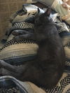 Simon  ((Win)Chester)
