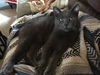 Simon  ((Win)Chester)