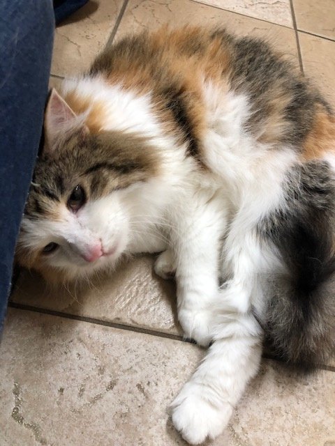 adoptable Cat in Kohler, WI named Olivia May