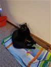 adoptable Cat in , WI named Raven