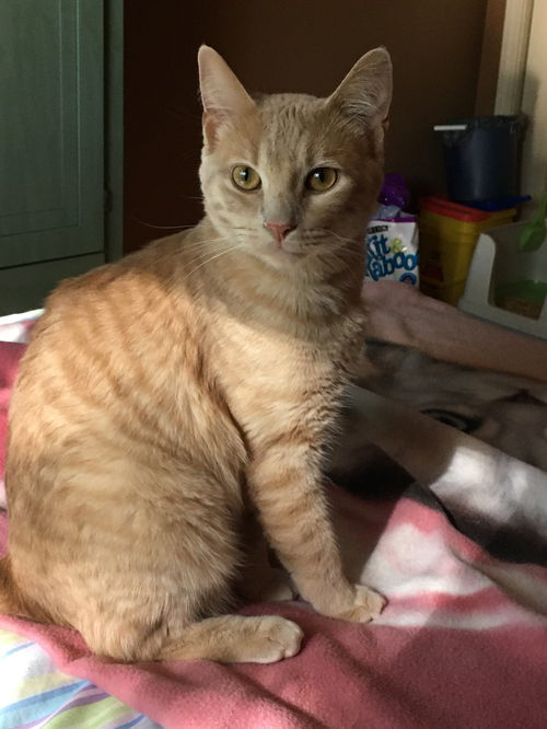 Simba2