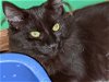 adoptable Cat in , WI named Midnight