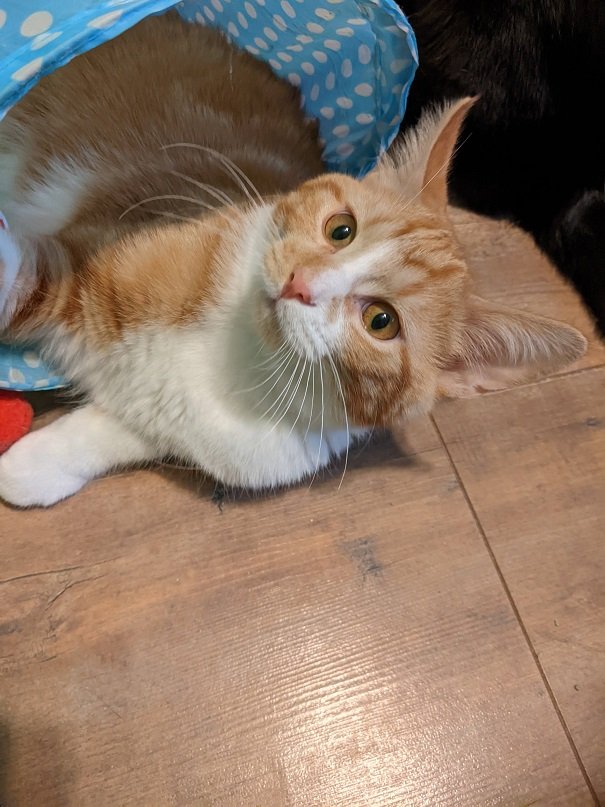 adoptable Cat in Kohler, WI named Ozzy