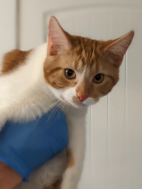 adoptable Cat in Kohler, WI named Ringo