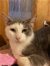 adoptable Cat in , WI named Parsley