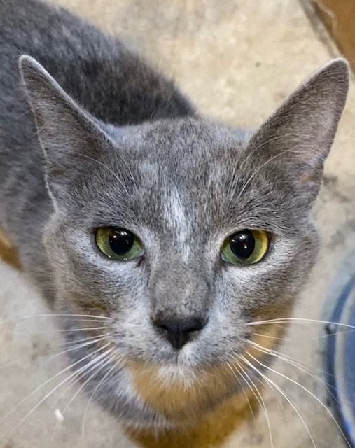 adoptable Cat in Kohler, WI named Tabasco